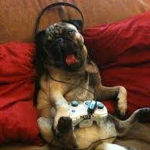 Pug’s group for friends and idiots!
