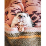 Hedgehogs Clothing shop