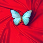 evelina09062009