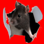 RAT TEAM IS COOL