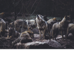 Diamond Wolf pack Studios