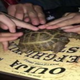 🐢