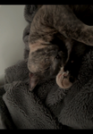 -+- Cat academy -+-