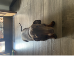 Mia Sausage dog