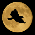 Moon Hawk spec ops