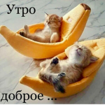 Kisa like