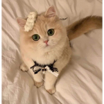 *-Ghost Kittys-*