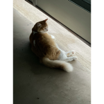 Cat fan grub