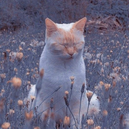 ︶꒦꒷♡꒷꒦︶