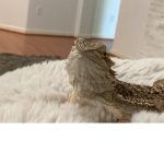 Bearded Dragon Fans!