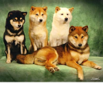 S Is For Shiba!