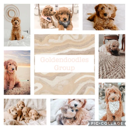 Goldendoodles Roblox group icon