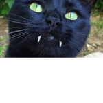 Cat Unstoppable Gives away
