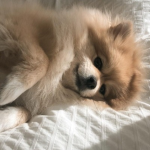 Peachmo.co