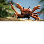 THE #CRAB_RAVE