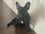 FRENCHIE HOTEL