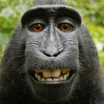 Gamermonkey4564's group