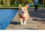 Doggy Hotels -Official Group
