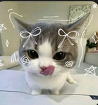 Koouhl katz