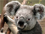 koalas
