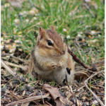 chipmunks<33
