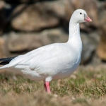 Turbo goose fan club!!