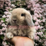 ~Bunnie besties club~