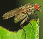 FLY IN DANGER MENT IS WRONG