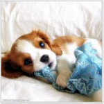Dog Lovers!!!