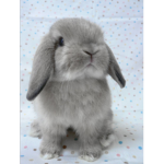 BunnyIsland