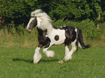 Horse lovers for life