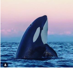 #I LOVE ORCAS