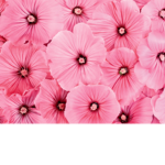 •The Flowers•
