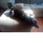 Dogs united dogssss!!!