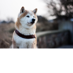 Shinobi faction (new empire of shiba's)