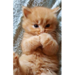 { The cat }