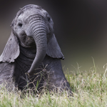 best elephant fan group