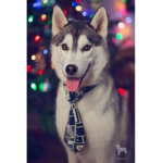 Husky Pack :)