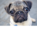 *Pug Squad*