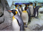The Great Penguin Guys