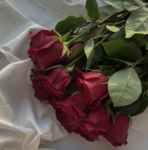 Rose - Gang