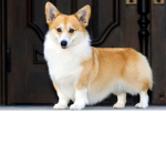REALLY COOL CORGI SHIRT GROUP (T-Shirts)