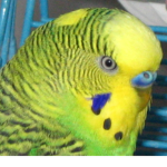 budgie's squad