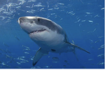 SHARK CD