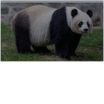 Cookie the pandas friends