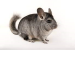 The Chinchilla's