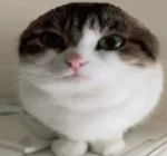 awesome wawacat development