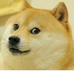 doge squad51's meeting place