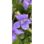 Violet haze