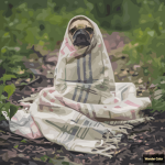 •The Pugs•